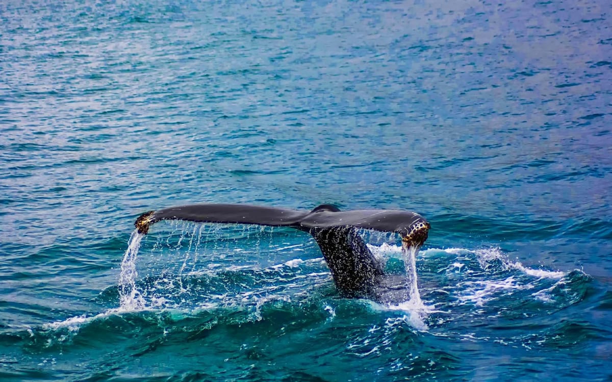 A humpback whale tail rising from the Pacific Ocean off the coast of Puerto Escondido during whale watching season