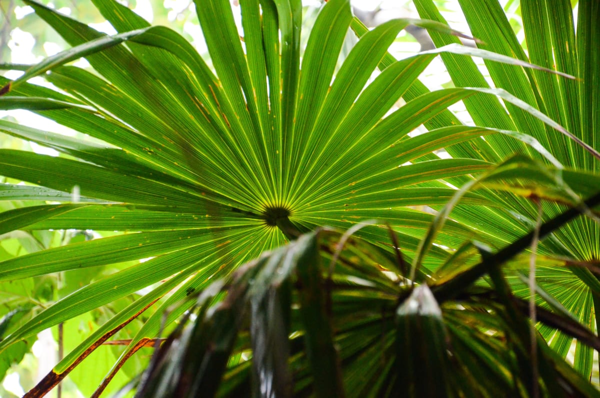 Lush tropical palm leaves in Mexico during June, evoking the verdant rainy season landscape surrounding Puerto Escondido