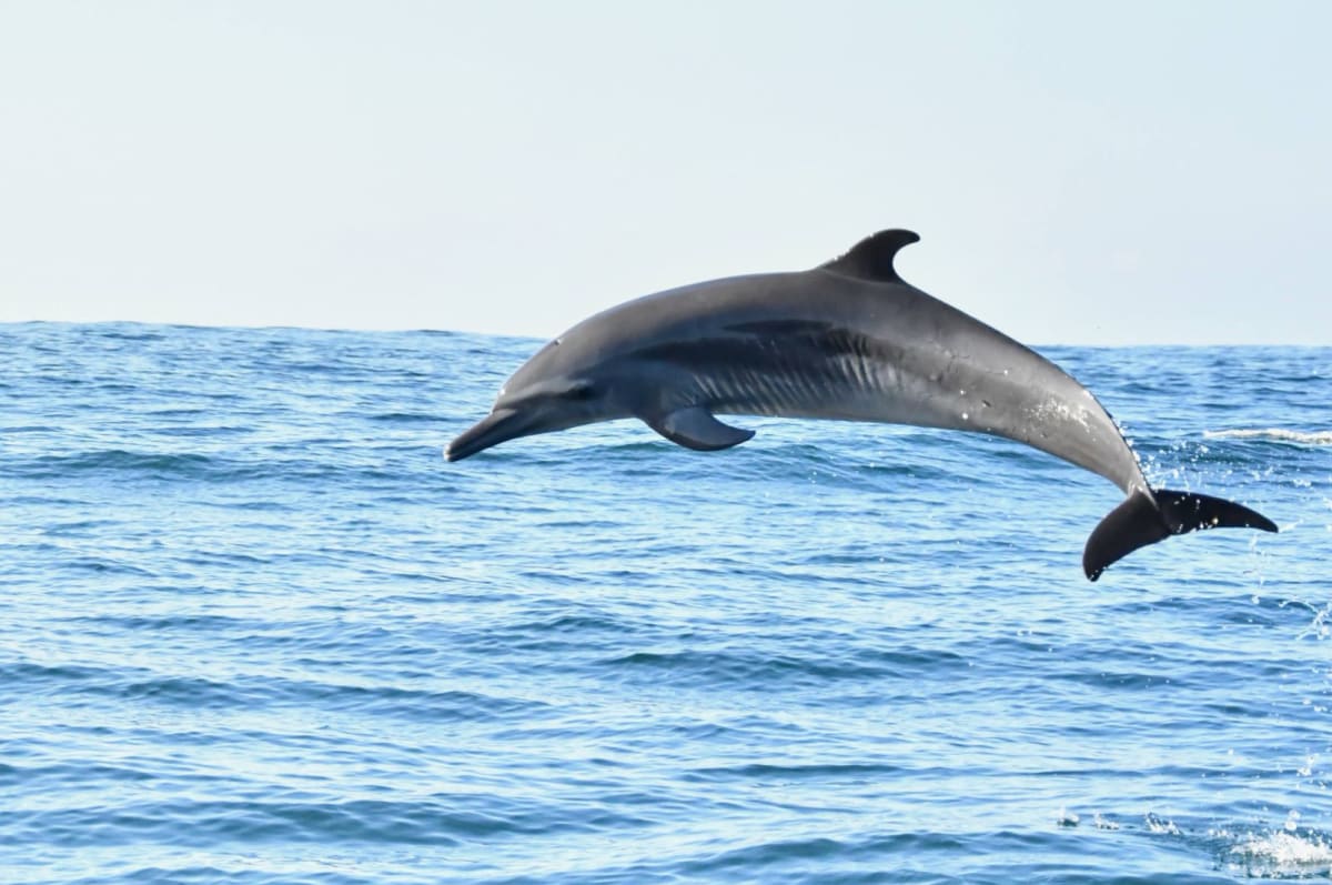 Ostpazifischer Delfin bei einer vollen Drehung in der Luft an der Küste von Oaxaca