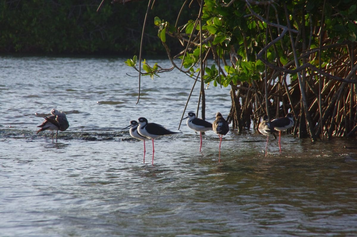 Black-necked stilts wading in the mangroves of Laguna de Manialtepec near Puerto Escondido