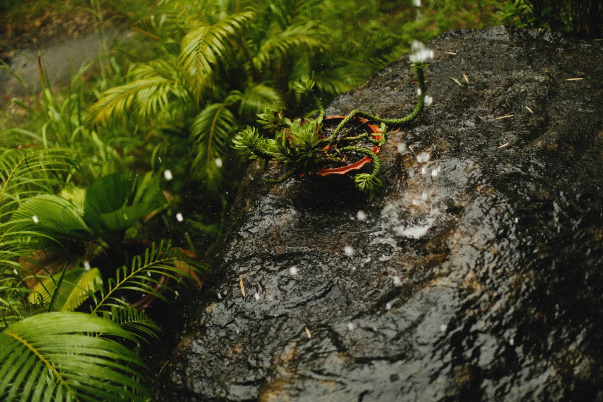 Tropical plants wet from rain resting on coastal rock in Mexico, reflecting Puerto Escondido's lush June rainy season