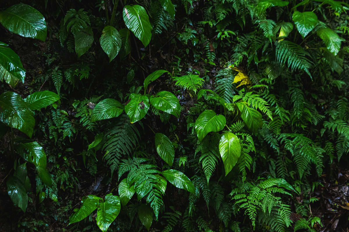 Dense tropical forest canopy dripping after rain in Mexico, representing the vibrant green jungle near Puerto Escondido in June