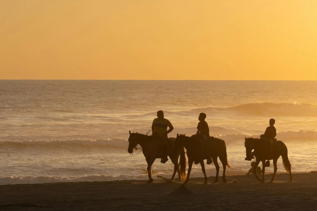 Horses walking along the beach at sunset with orange and violet sky in Puerto Escondido