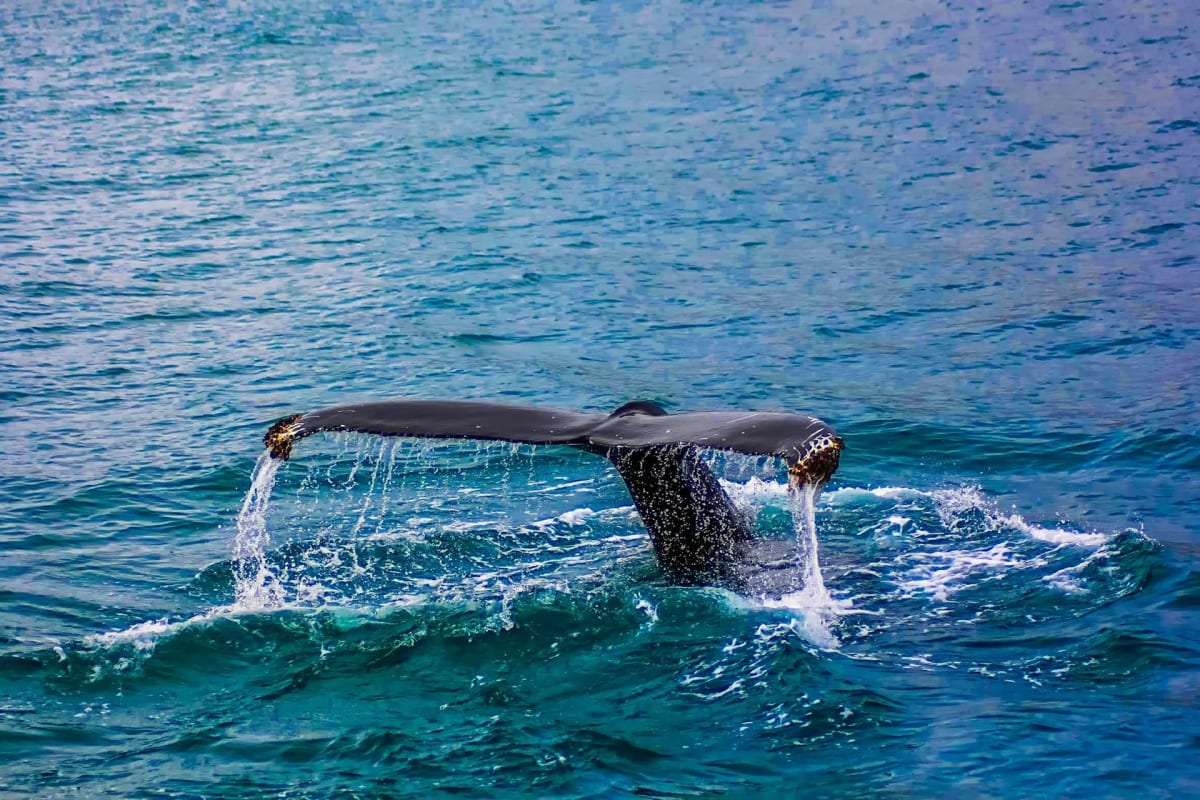 Humpback whale tail rising from the Pacific Ocean off the coast of Puerto Escondido
