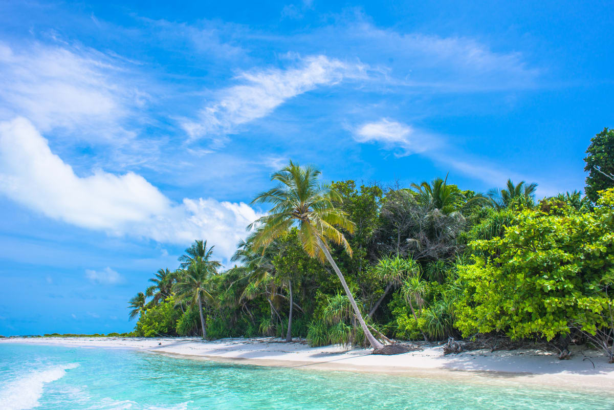 Coconut palms swaying over white sand and crystal-clear water on a bright February day in Puerto Escondido, Mexico