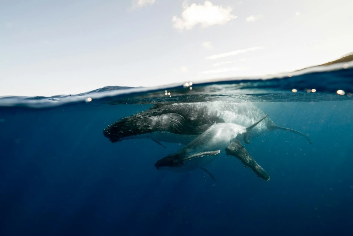 Humpback whale swimming underwater off the coast of Puerto Escondido