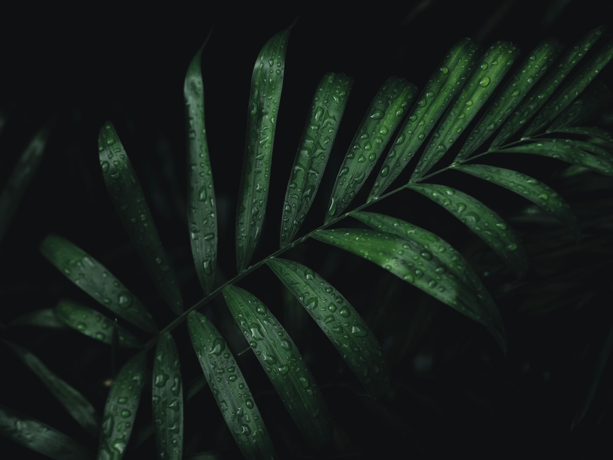 Tropical leaf glistening with raindrops in Mexico, capturing the humid green atmosphere of Puerto Escondido in June