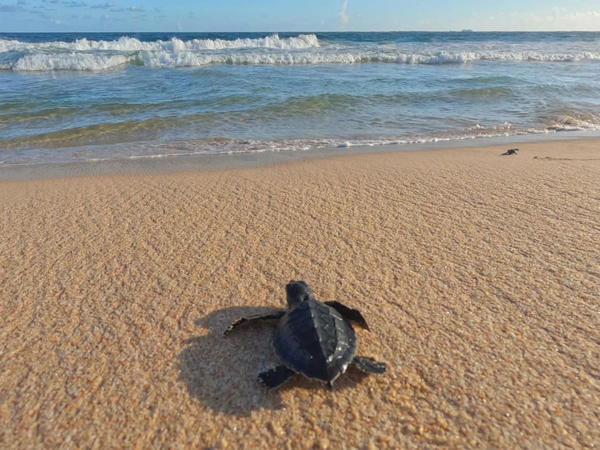 Baby turtle crawling toward the ocean during release in Puerto Escondido