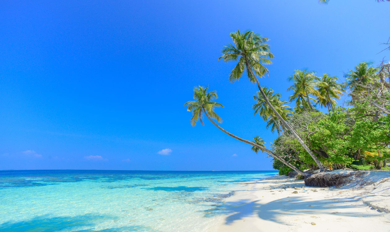 Palm-lined tropical beach with turquoise clear water under sunny February skies in Puerto Escondido, Mexico