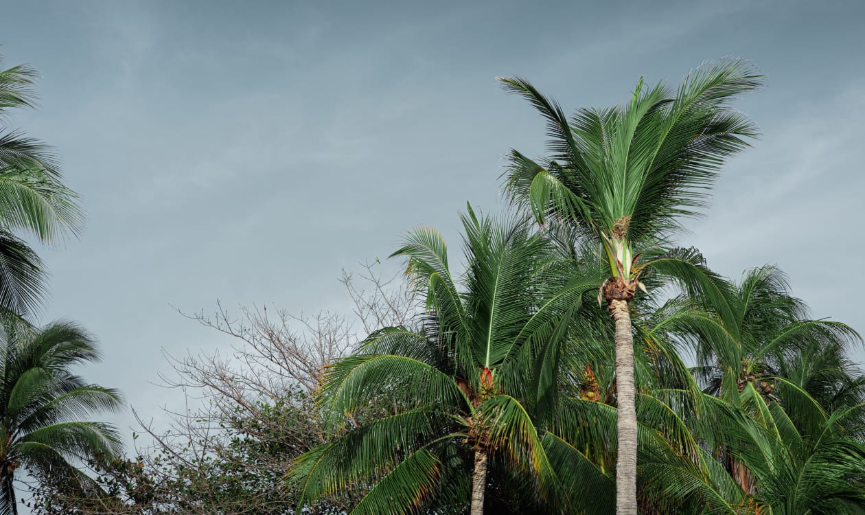 Lush palm trees under a clear blue sky in Puerto Escondido, Mexico, evoking the tropical atmosphere of a July visit