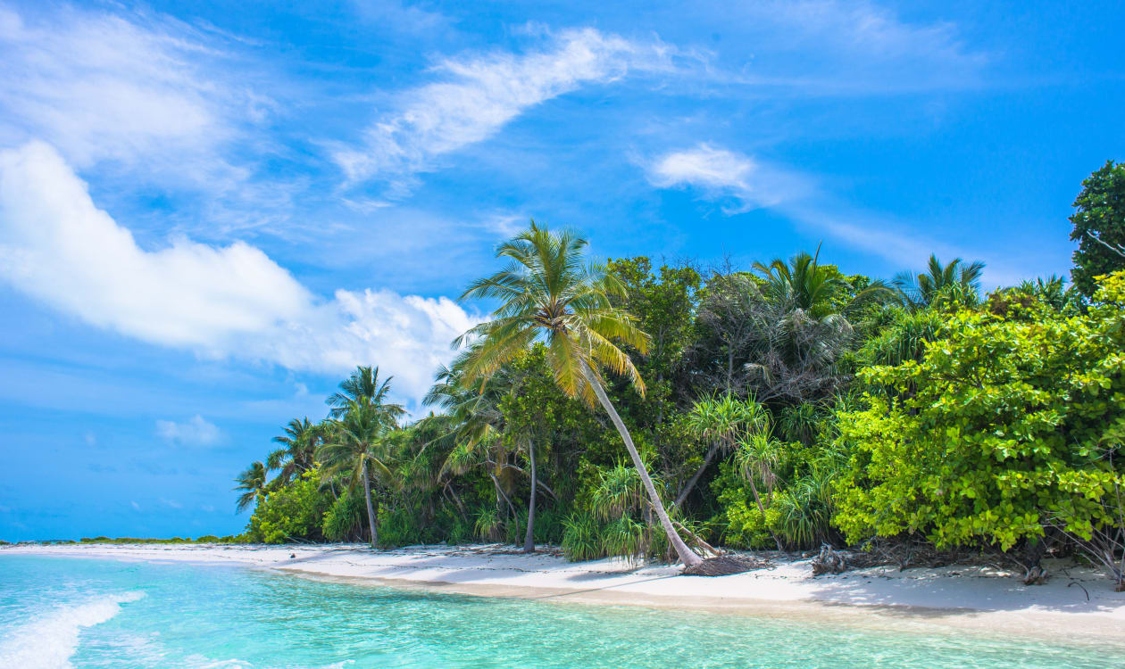 Coconut palms swaying over white sand and crystal-clear water on a bright February day in Puerto Escondido, Mexico