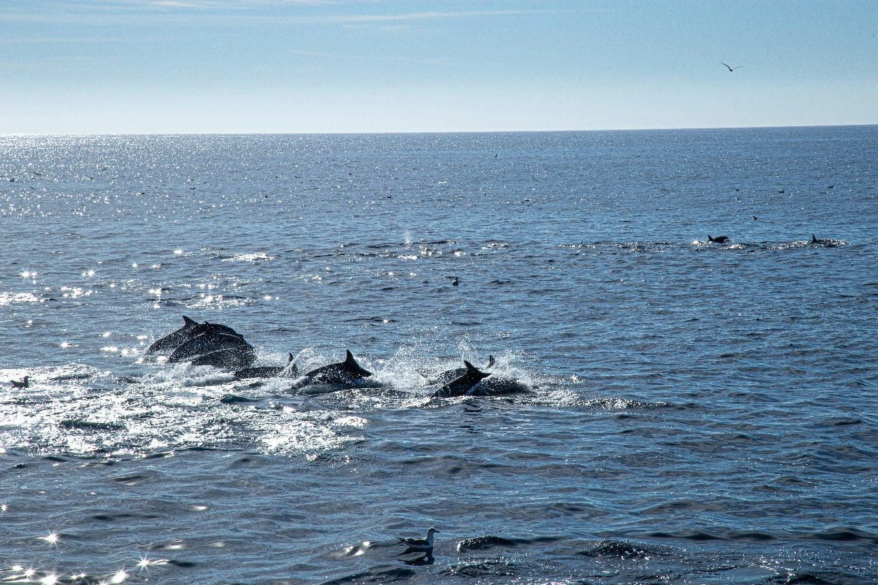 dolphins 3