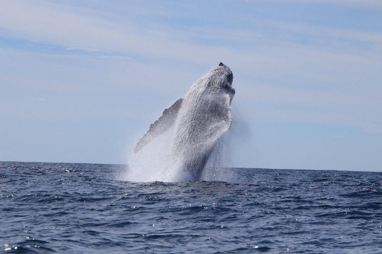 Whale watching 1