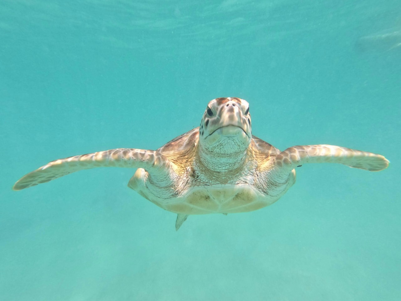 turtle face