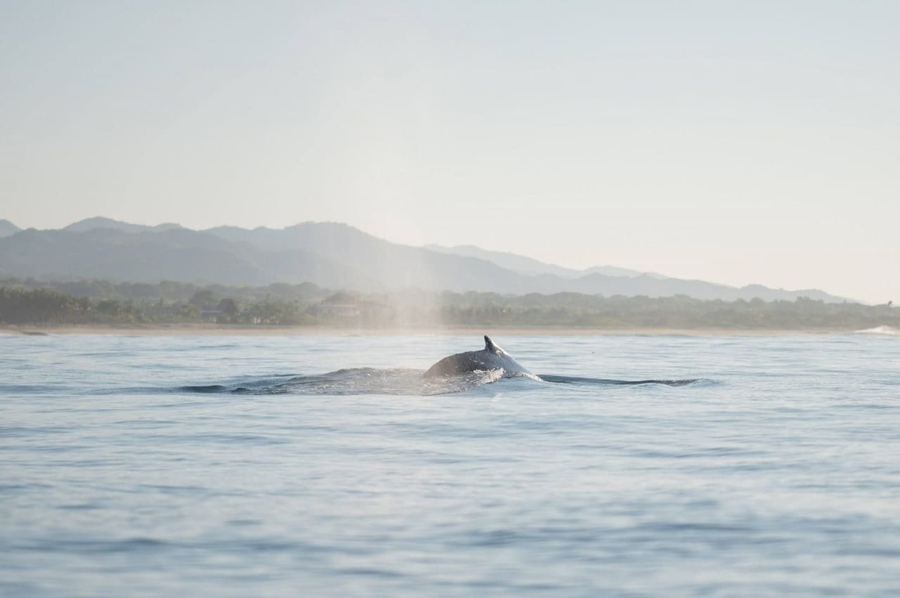 Dos de baleine a Puerto Escondido