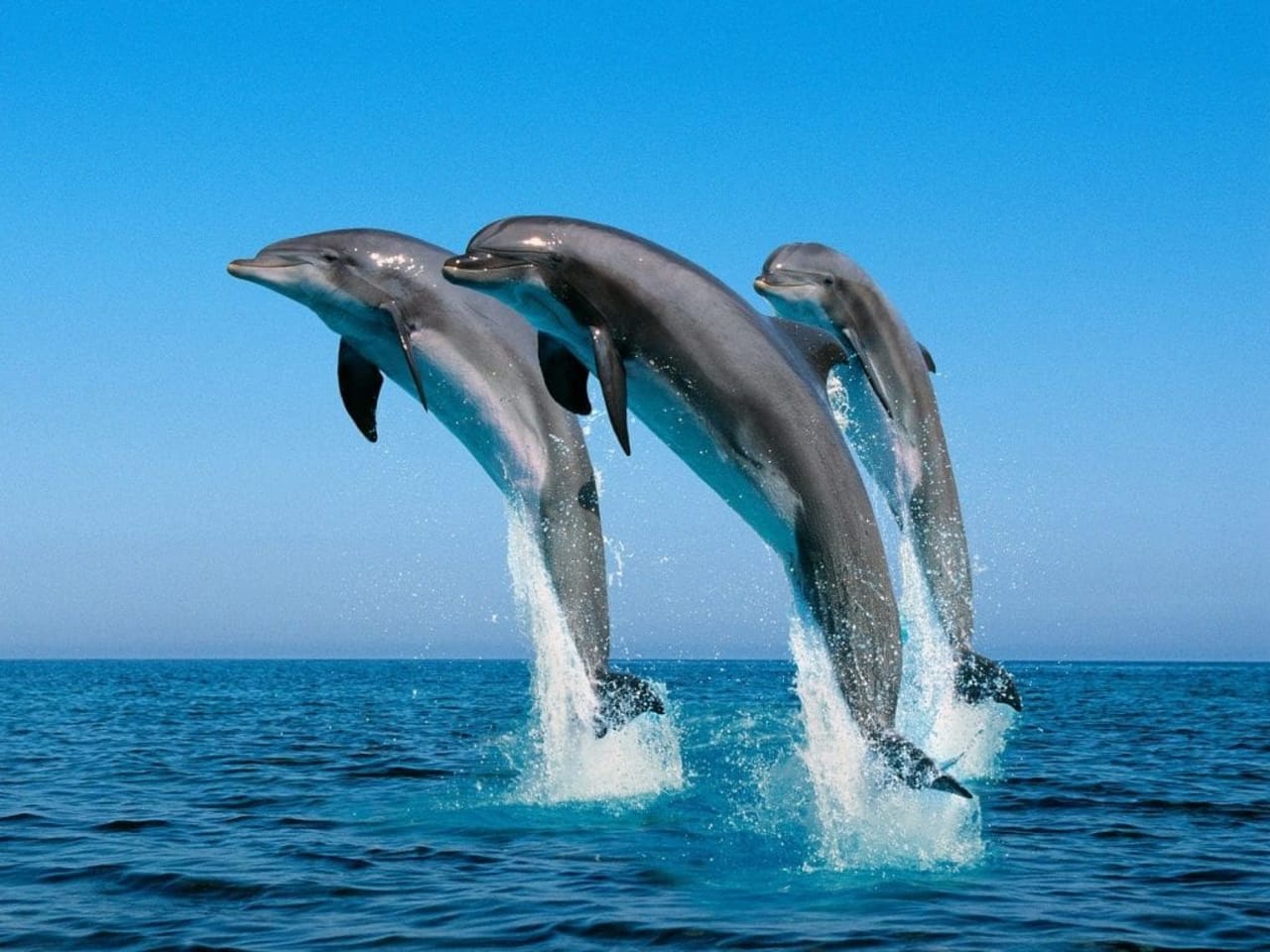 Dolphins and Whales in Puerto Escondido
