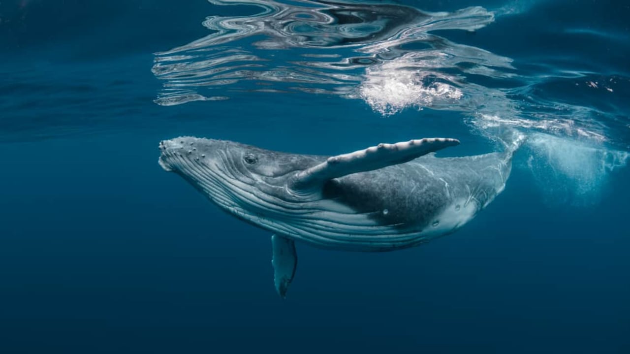 When is the best time to see whales in Puerto Escondido?