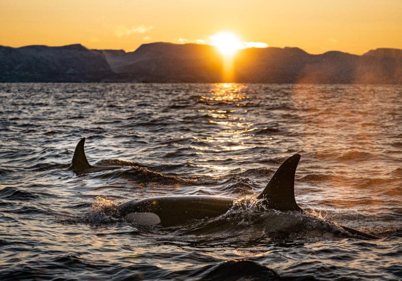 ¿Existen orcas en Puerto Escondido?
