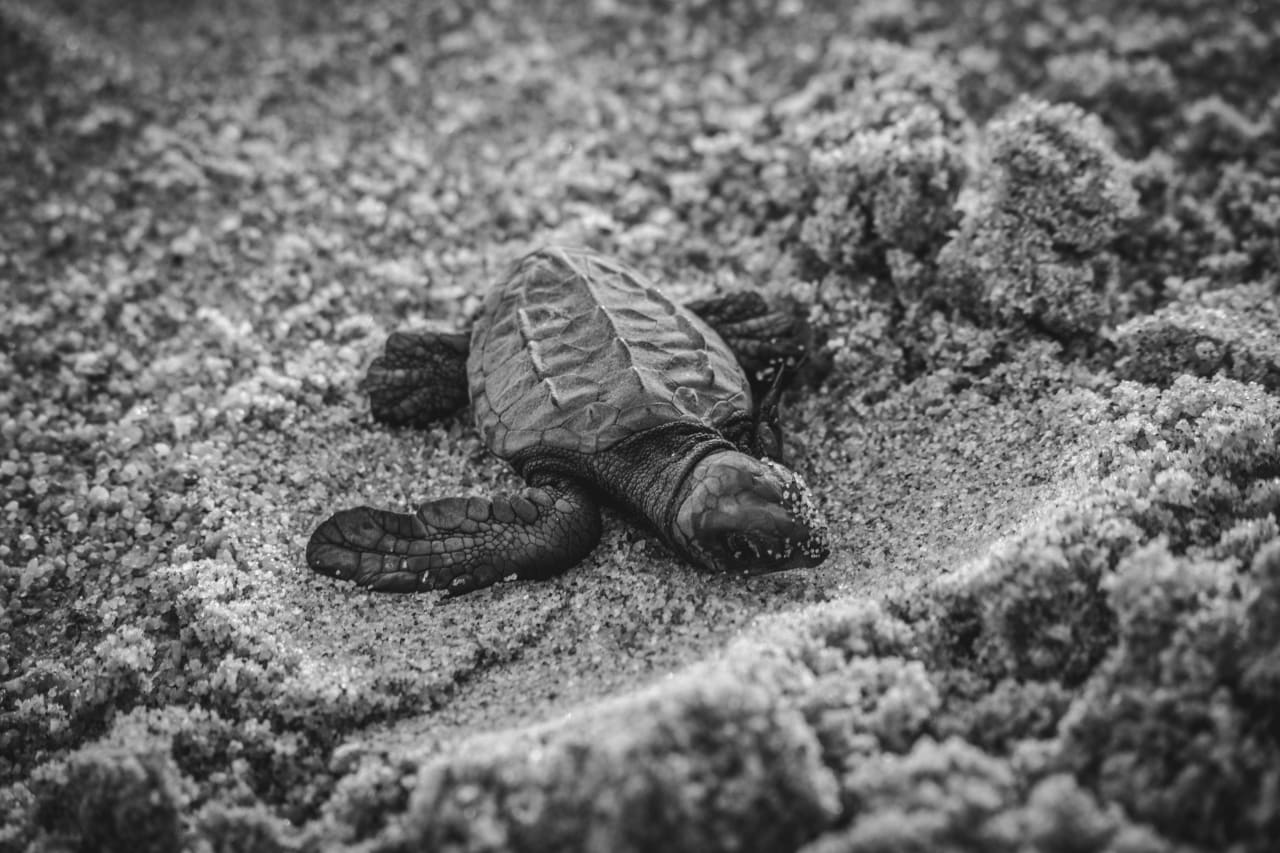 Understanding the Life Cycle of Turtles in Puerto Escondido