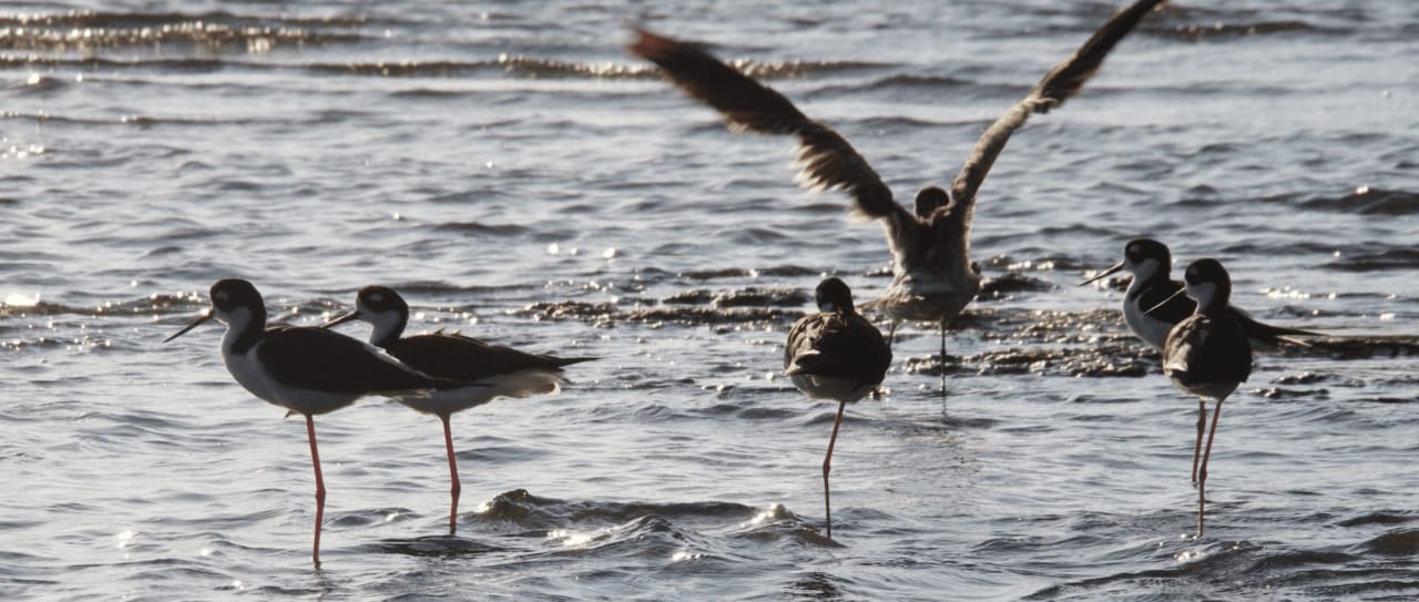 bird watching puerto escondido