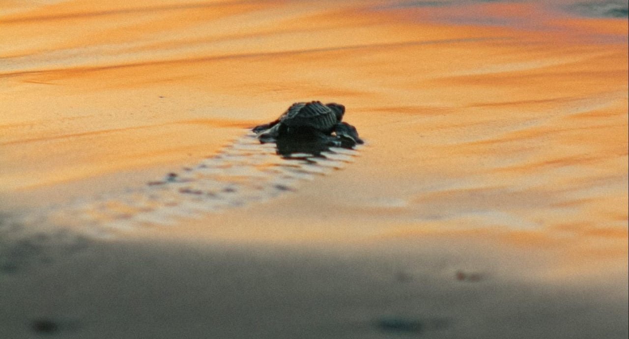 Behind the Scenes of a Turtle Release Tour: A Day in Puerto Escondido