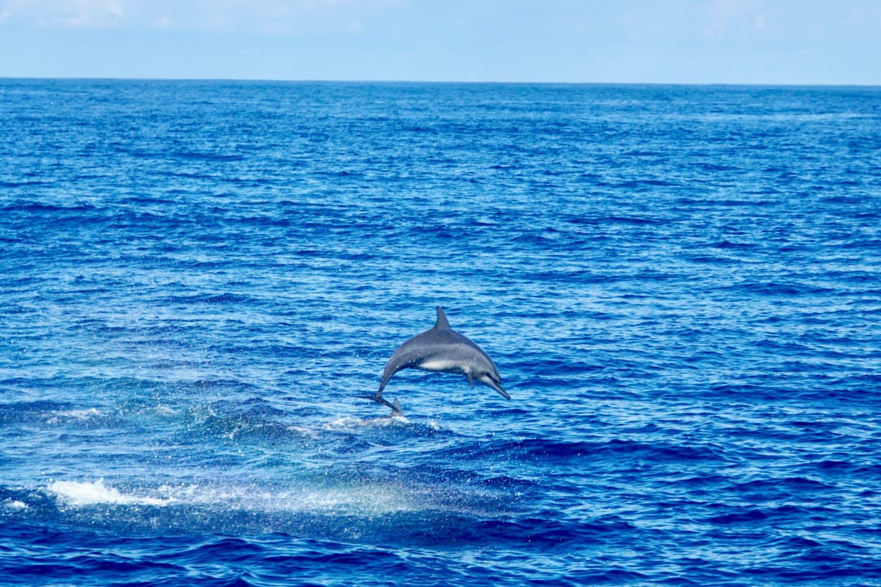 The Ultimate Guide to Dolphin Watching in Puerto Escondido