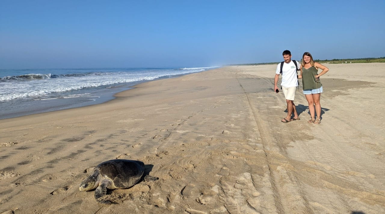 Por qué Puerto Escondido es el mejor lugar para tours de liberación de tortugas