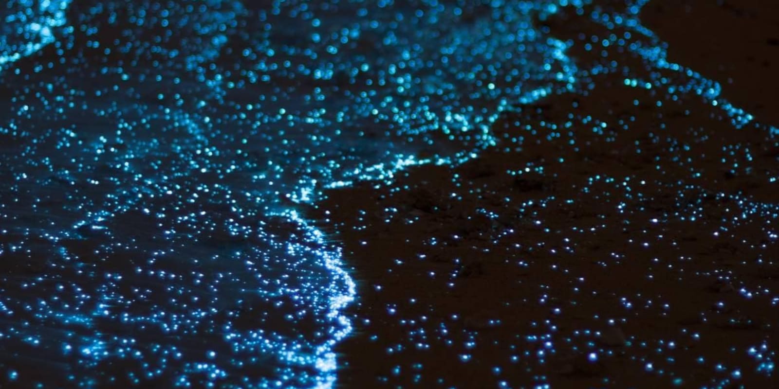 Plancton lumineux illuminant la surface de la lagune de Manialtepec