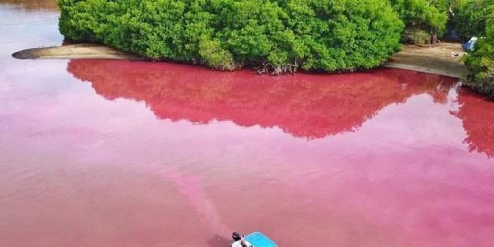 Una lancha cruzando una parte rosada de la Laguna de Manialtepec junto a los manglares