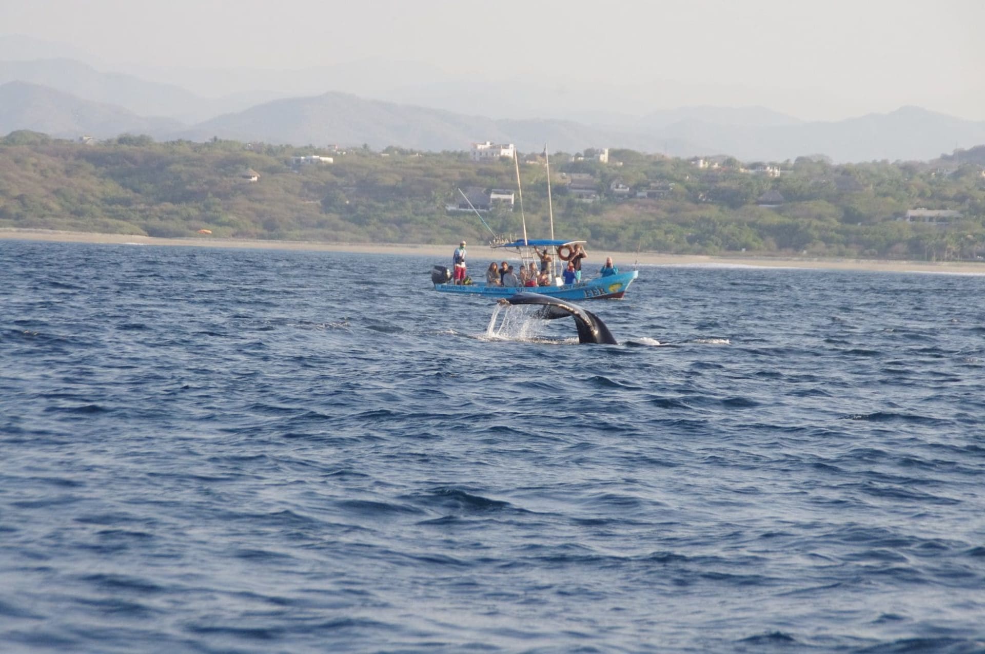 lancha con ballena