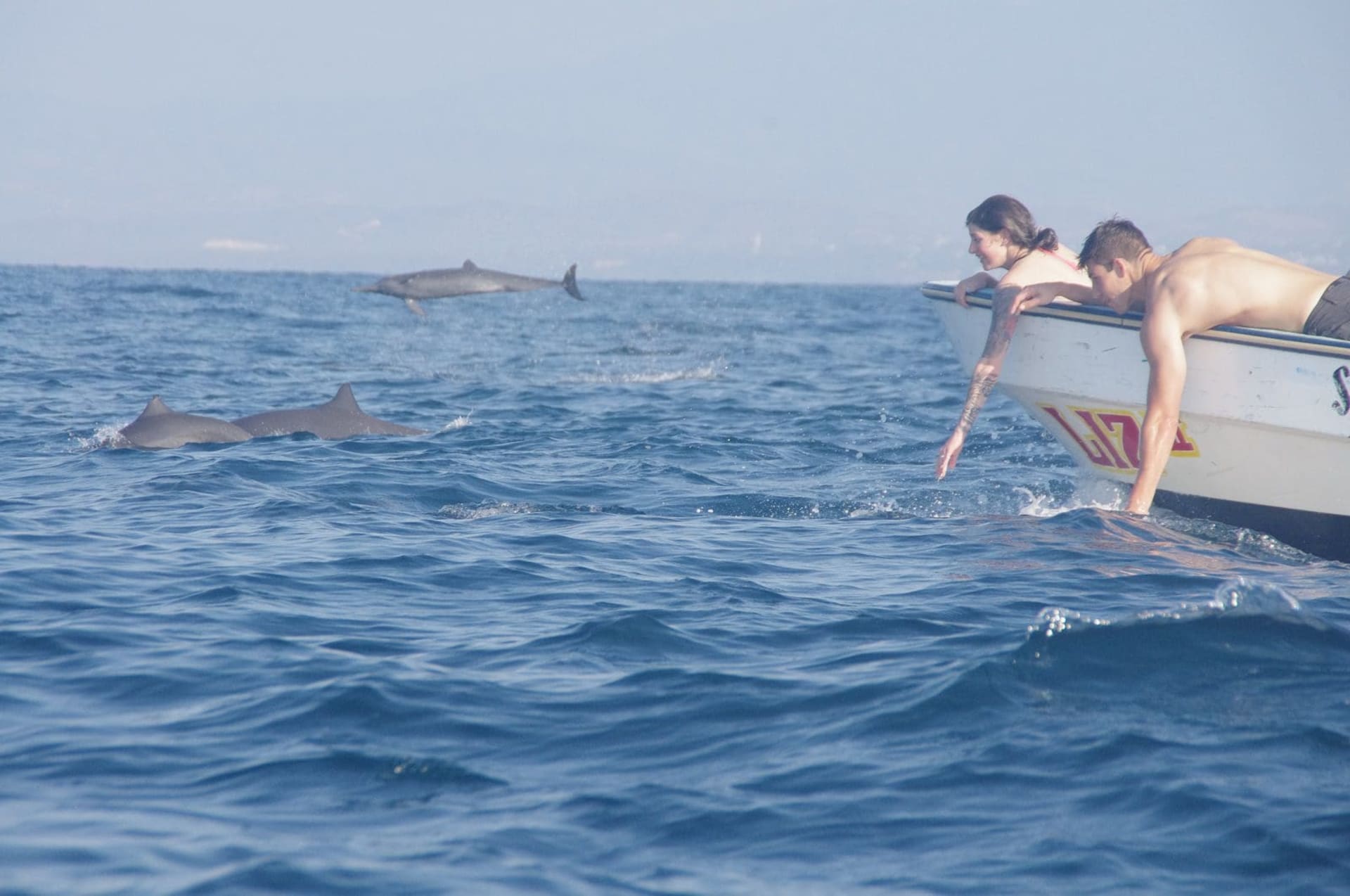 boat dolphins