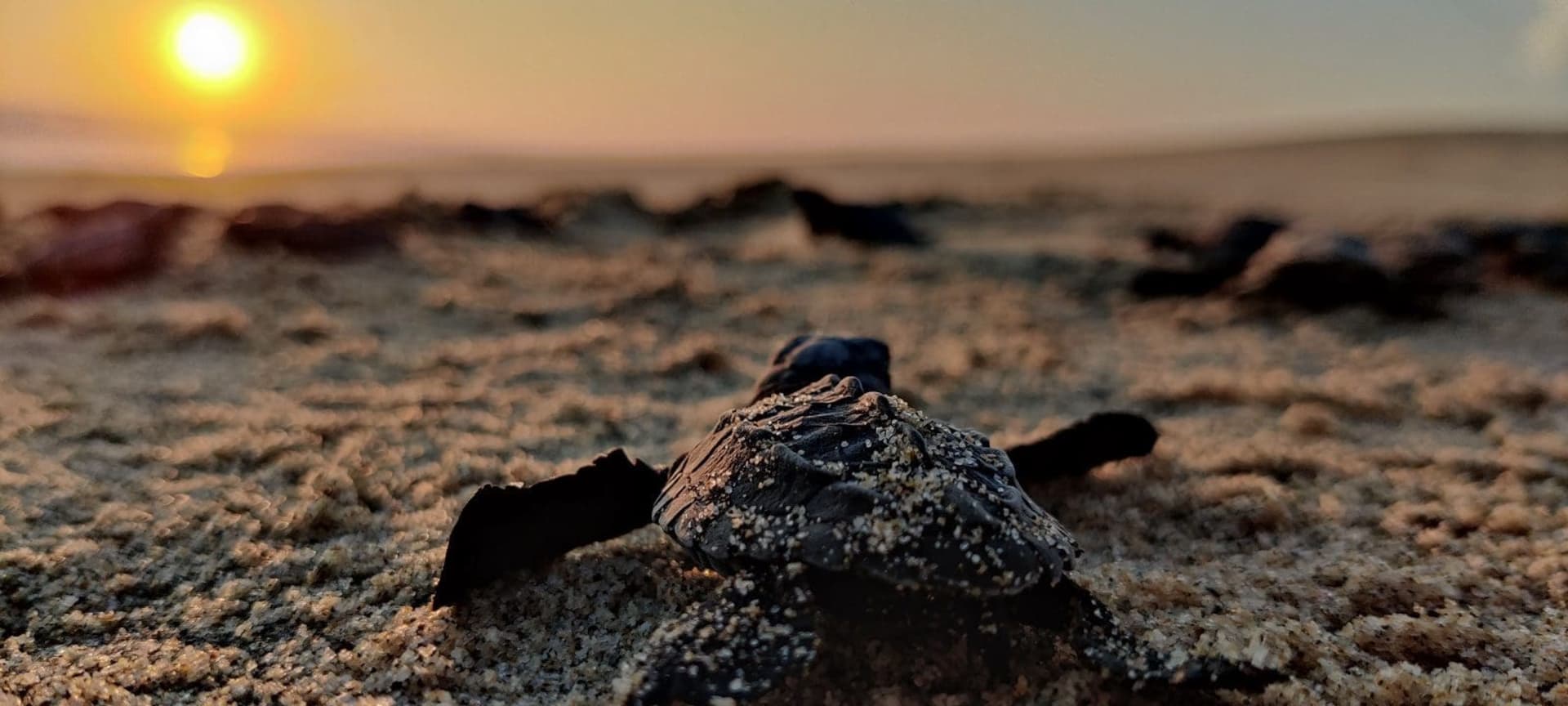 baby turtle