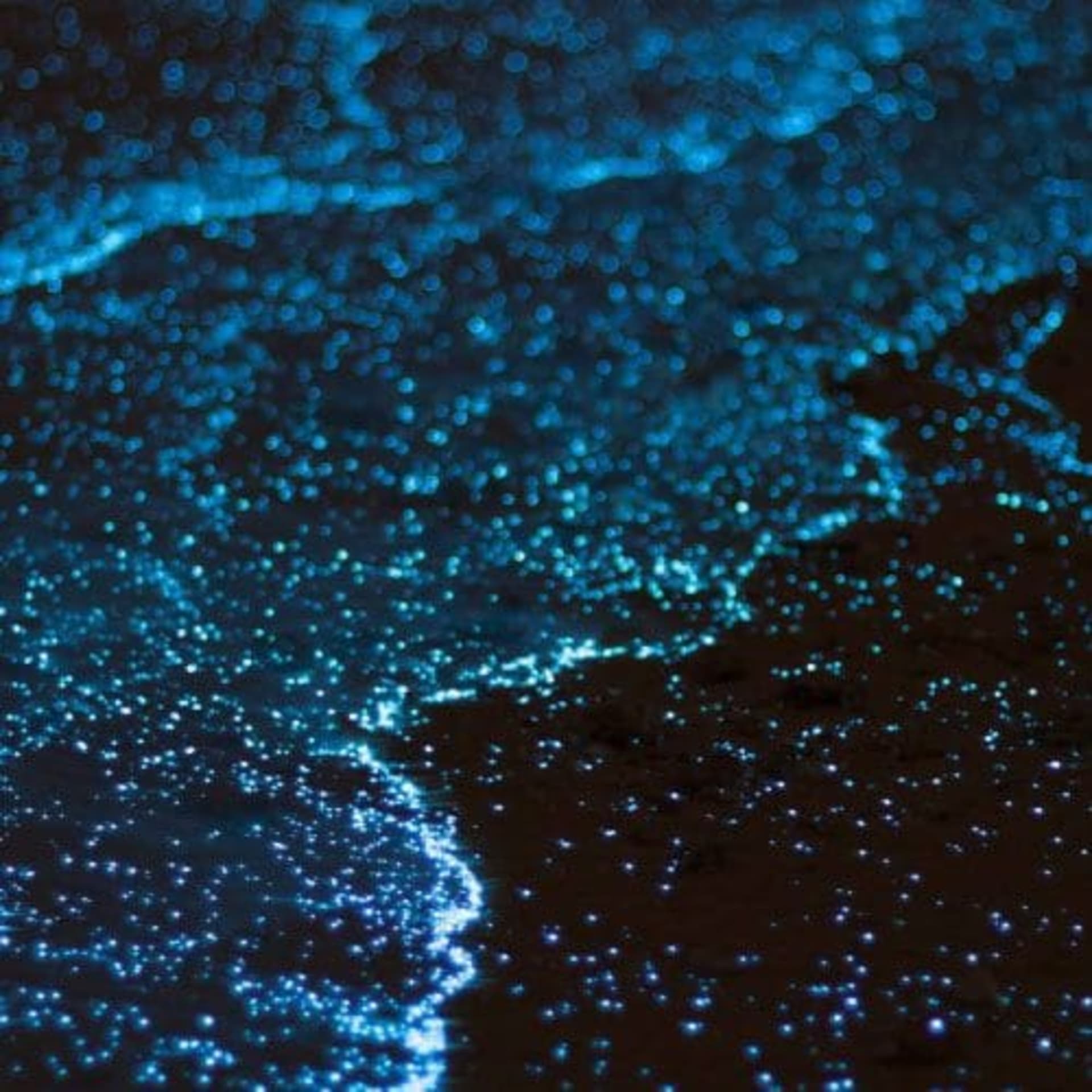 bioluminescence destacado
