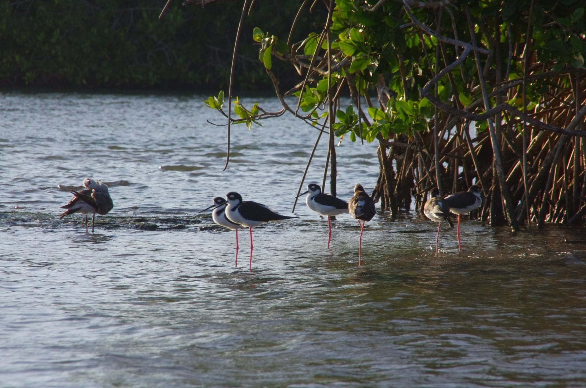 birds mangroves