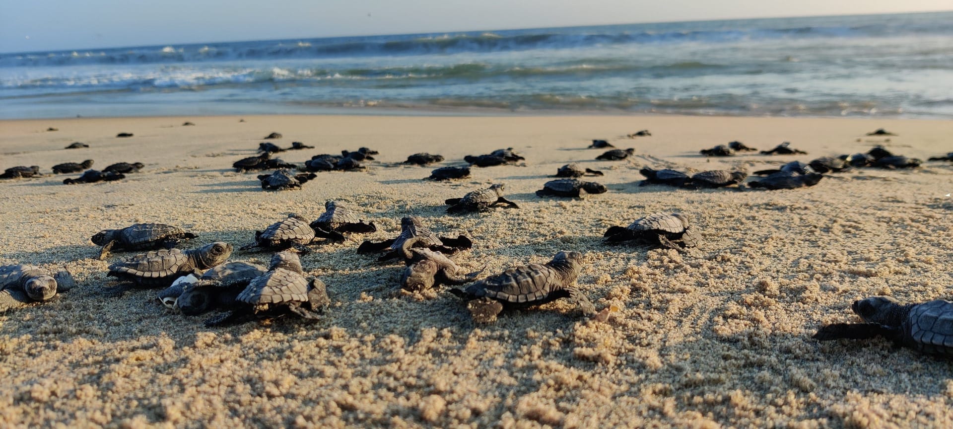 Sea turtle release