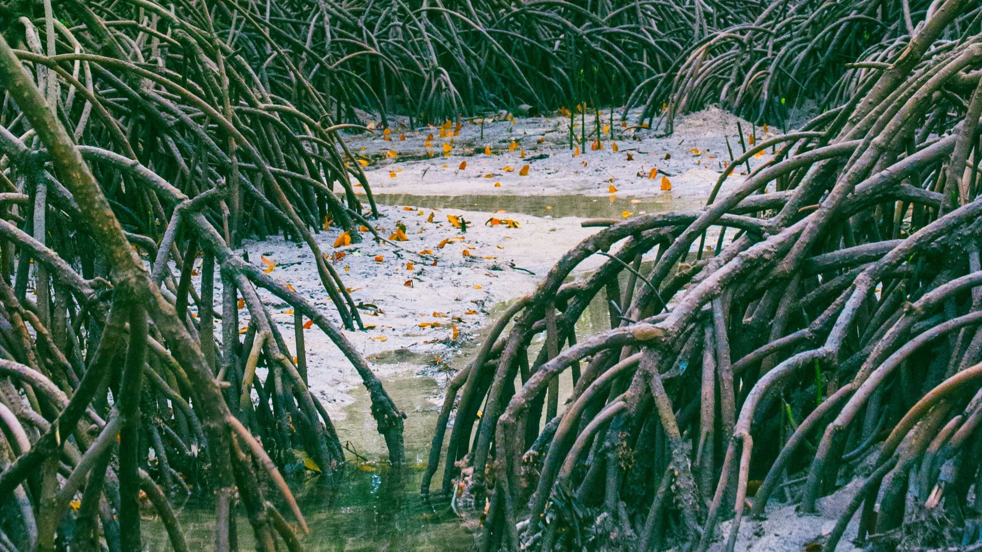 Exuberante bosque de manglares rodeando las tranquilas aguas de la Laguna de Manialtepec