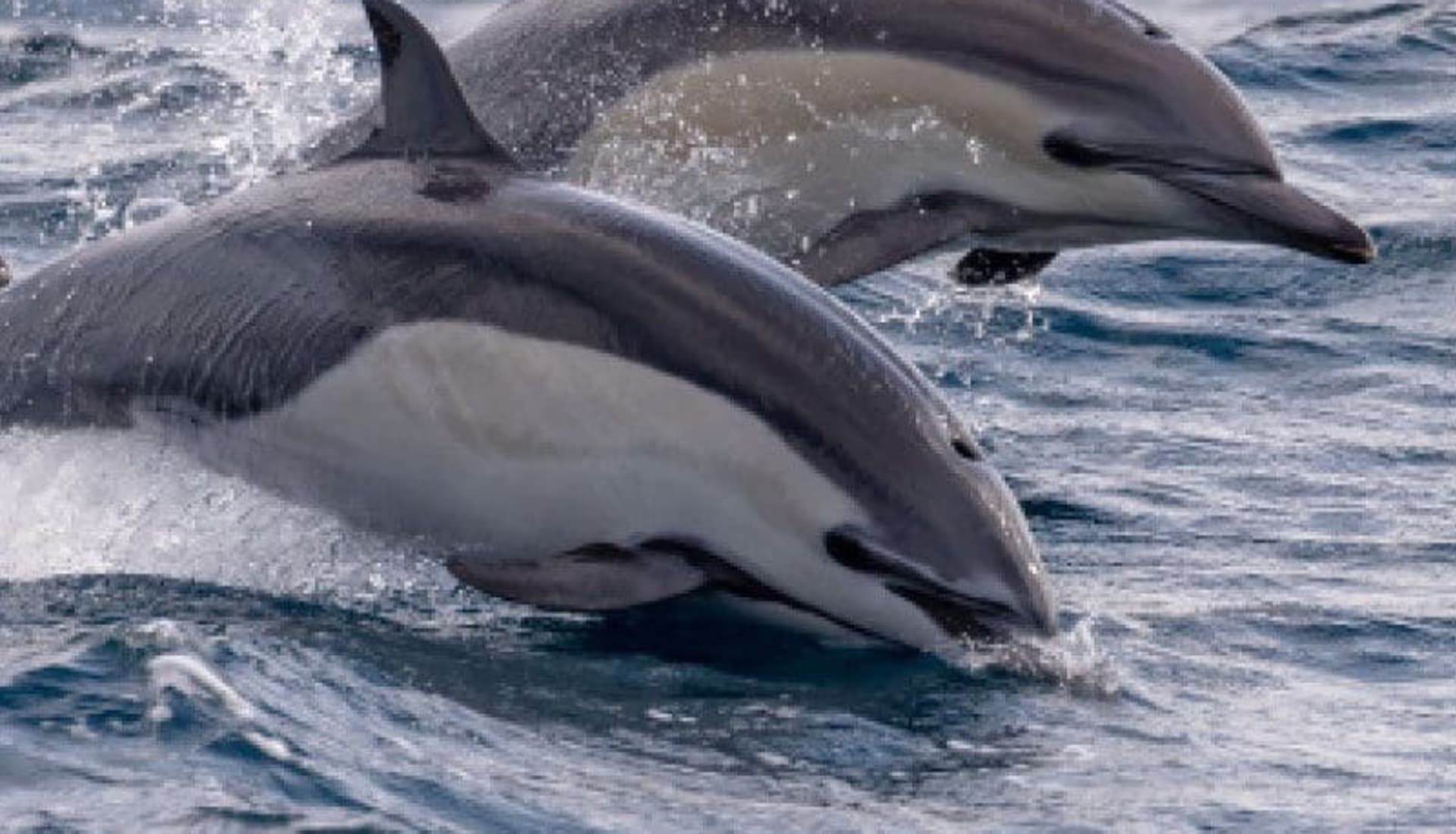 Dos delfines saltando fuera del Pacífico frente a Puerto Escondido