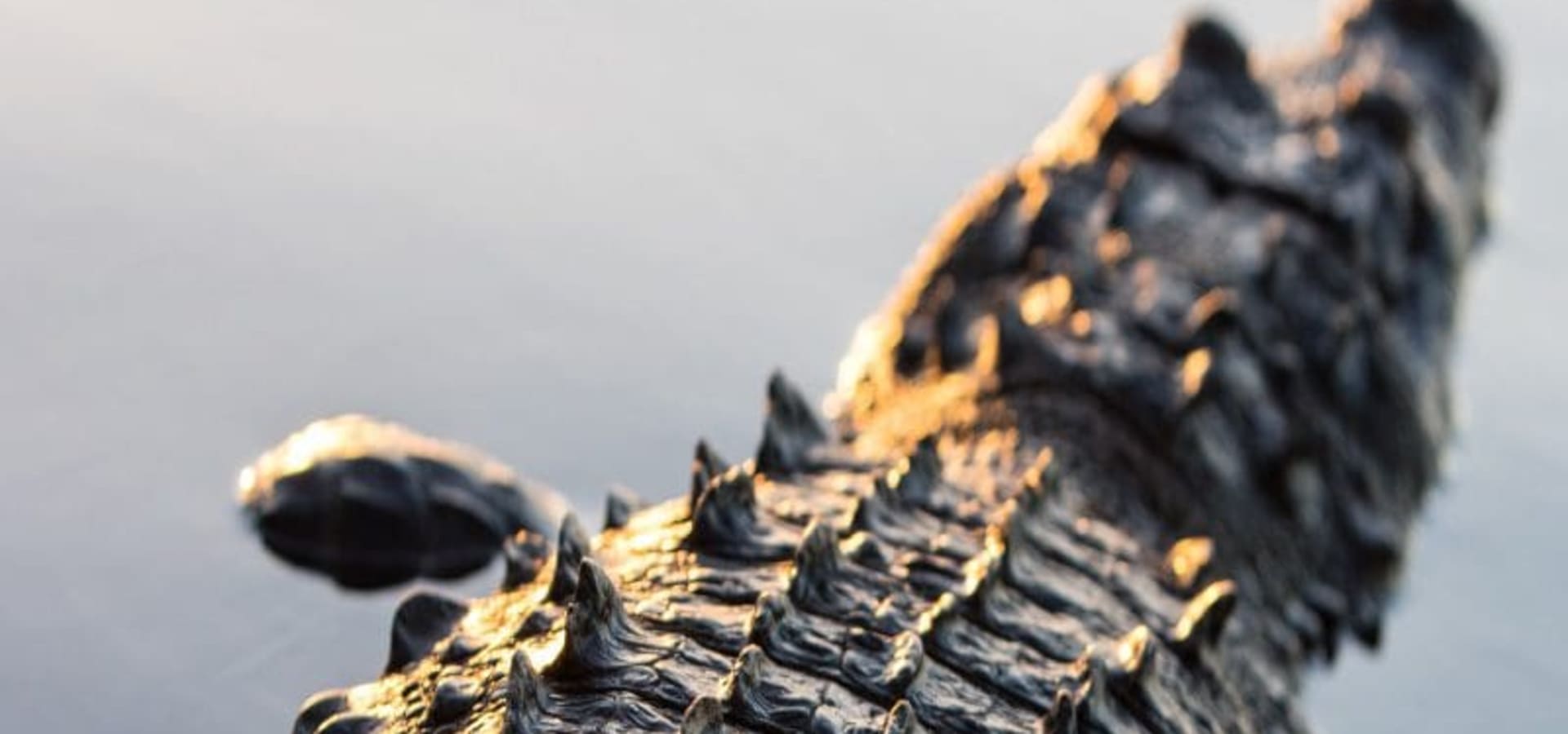 Close-up of a crocodile's scaly back resting in calm water
