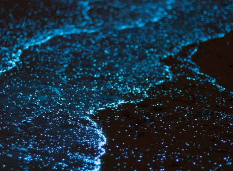 Bioluminescence dans la lagune près de Puerto Escondido