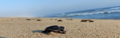 Baby turtle Release on the beach