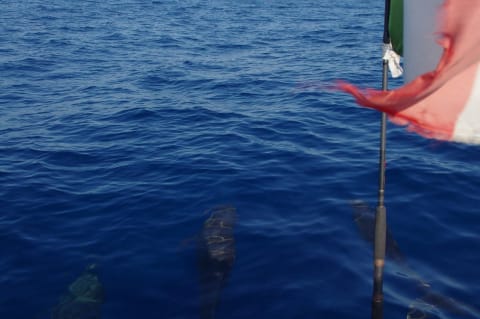 delfines puerto escondido