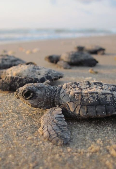 Libération de tortues
