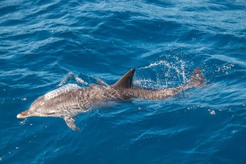 ¿Cuál es la mejor época para ver delfines en Puerto Escondido?