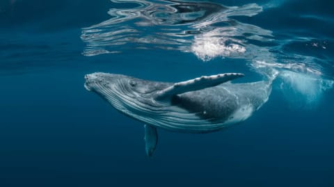 ¿Cuál es la mejor época para ver ballenas en Puerto Escondido?