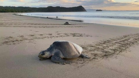¿Por qué llegan tortugas a Puerto Escondido?