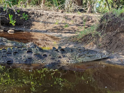 ¿Hay Cocodrilos en Puerto Escondido?
