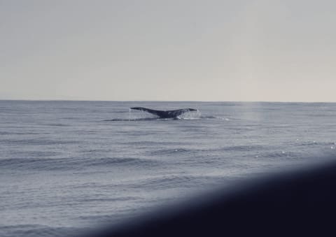 El Mejor Momento para Ver Ballenas y Delfines en Puerto Escondido