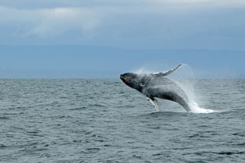 Cómo planear tu viaje a Puerto Escondido en el fin de la Temporada de Ballenas