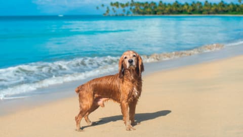 Guía Pet-Friendly de Puerto Escondido: Viajar con tu Perro