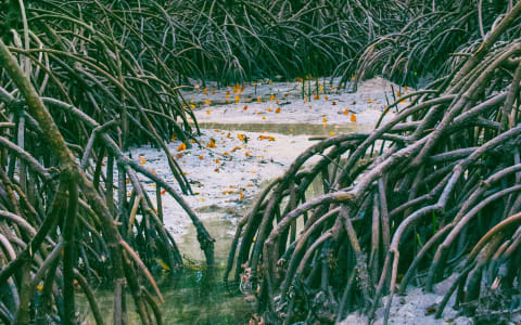 Lush green mangrove forest surrounding the tranquil waters of Manialtepec Lagoon